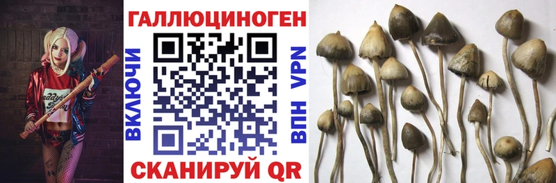 Галлюциногенные грибы Psilocybe  блэк спрут вход  Южно-Сухокумск  где продают  
